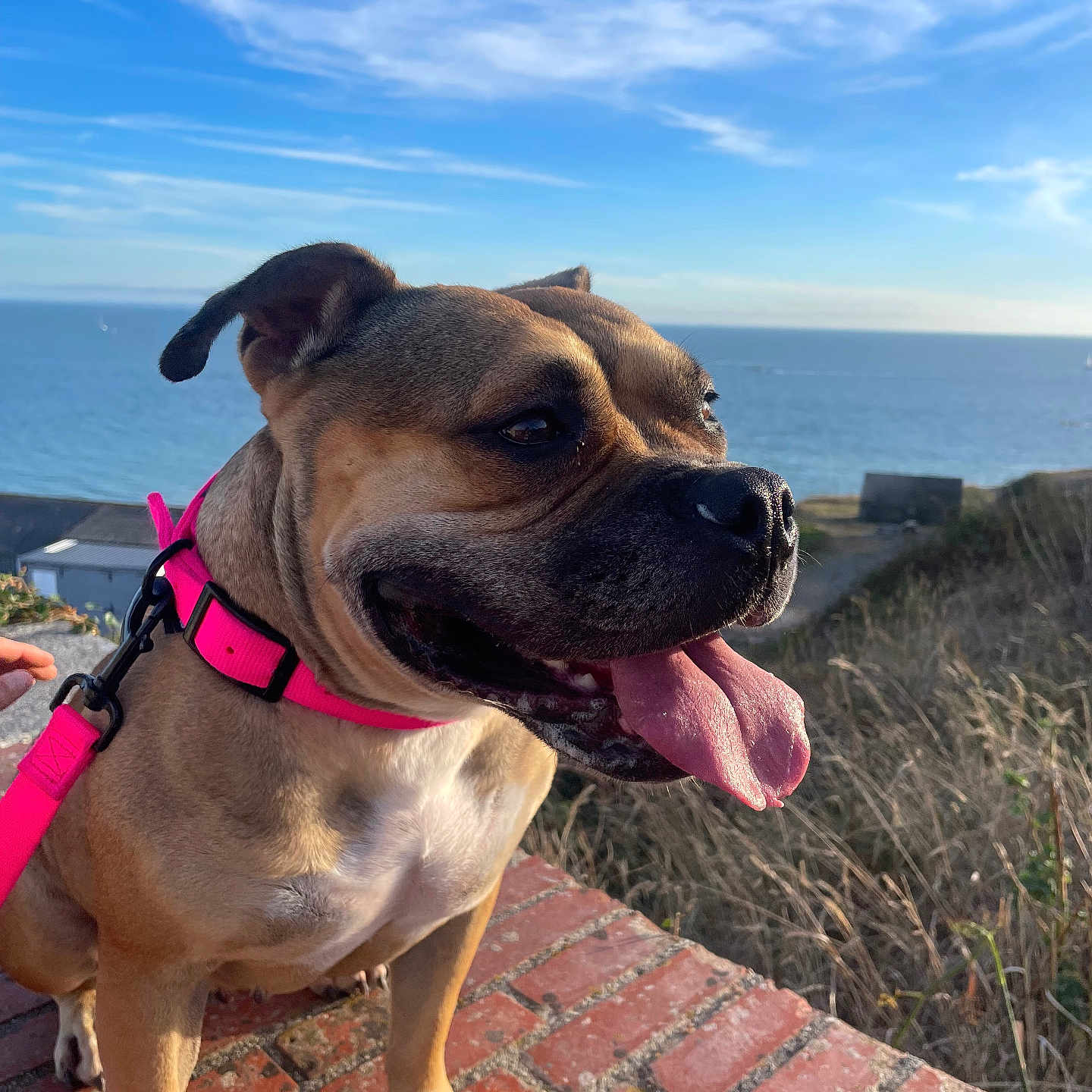 Tessa participe au concours pour gagner de l'argent avec cette photo : dog, canine, pet, portrait, tongue, happy, smiling, harness, leash, brown_dog, outdoor, coast, ocean, seaside, cliff, landscape, sky, clouds, brick, sunlight
