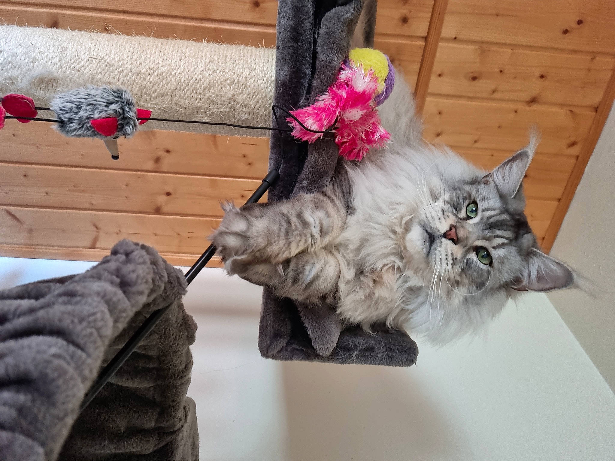 Rhomeo participe au concours pour gagner de l'argent avec cette photo : british_longhair, carmine, carnivore, cat, claw, domestic_short_haired_cat, fashion_accessory, fawn, felidae, fur, grey, hat, paw, plant, room, small_to_medium_sized_cats, tail, whiskers, window, wood