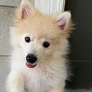 Coco joined the competition — help win amazing prizes! puppy, dog, fluffy, cute, pet, animal, young, small, light_fur, tongue_out, ears, face, hand, portrait, closeup, adorable, domestic_animal, looking_at_camera, indoor, fur