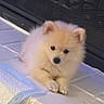 Coco is registered to the contest to win money with this photo: puppy, dog, fluffy, cute, animal, pet, indoor, white_surface, paw, small, young, fur, adorable, resting, curious, face, ears, black_nose, companion, domestic_animal