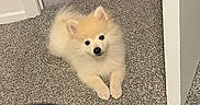 Coco is registered to the contest to win money with this photo: puppy, dog, indoor, carpet, floor, fluffy, cream_color, pet, cute, small_dog, fur, animal, canine, resting, looking_up, corner, wood_floor, white_wall, domestic, young_dog