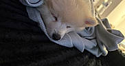 Coco joined the competition — help win amazing prizes! animal, blanket, closeup, comfort, cozy, cute, dog, fur, indoor, nap, peaceful, pet, puppy, resting, sleeping, snuggled, soft, texture, white, wrapped