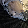 Coco joined the competition — help win amazing prizes! puppy, dog, sleeping, blanket, cozy, fur, snuggled, indoor, resting, cute, pet, soft, white, animal, closeup, wrapped, peaceful, comfort, texture, nap