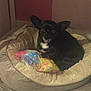 dog, black_dog, pet_bed, toy, colorful_toy, cozy, indoor, relaxed, animal, fur, ears, cute, companion, resting, soft_bed, home, comfort, small_dog, looking, pet
