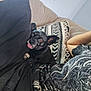 dog, black_dog, pet, tongue_out, small_dog, ears, couch, cushion, person, clothing, sitting, indoor, playful, close_up, relaxed, home, casual, black_shirt, patterned_shirt, comfort