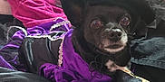 Luna joined the competition — help win amazing prizes! dog, black_dog, costume, witch_hat, purple_clothing, pet, animal, indoors, blanket, clothes, messy_background, small_dog, cute, portrait, looking_at_camera, fabric, soft_texture, fur, pet_clothing, resting