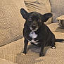 dog, black_dog, small_dog, pet, indoor, couch, beige_couch, furniture, ears, white_patches, looking, curious, sitting, animal, companion, cozy, home, living_room, texture, paw