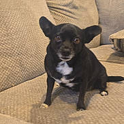 Luna is registered to the contest to win money with this photo: dog, black_dog, small_dog, pet, indoor, couch, beige_couch, furniture, ears, white_patches, looking, curious, sitting, animal, companion, cozy, home, living_room, texture, paw