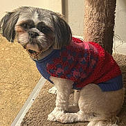 Kallie is registered to the contest to win money with this photo: dog, small_dog, pet, sweater, red_sweater, blue_sweater, carpet, scratching_post, indoor, floor, fur, tail, cute, companion, animal, sitting, looking_at_camera, cozy, domestic, household