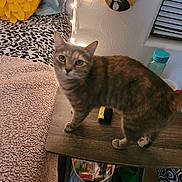 Fraya joined the competition — help win amazing prizes! cat, tabby_cat, pet, bedroom, blanket, pillow, leopard_print, string_lights, nightstand, table, water_bottle, wall_art, painted_portrait, window_blinds, basket, cozy, indoor, floor, furniture, curious