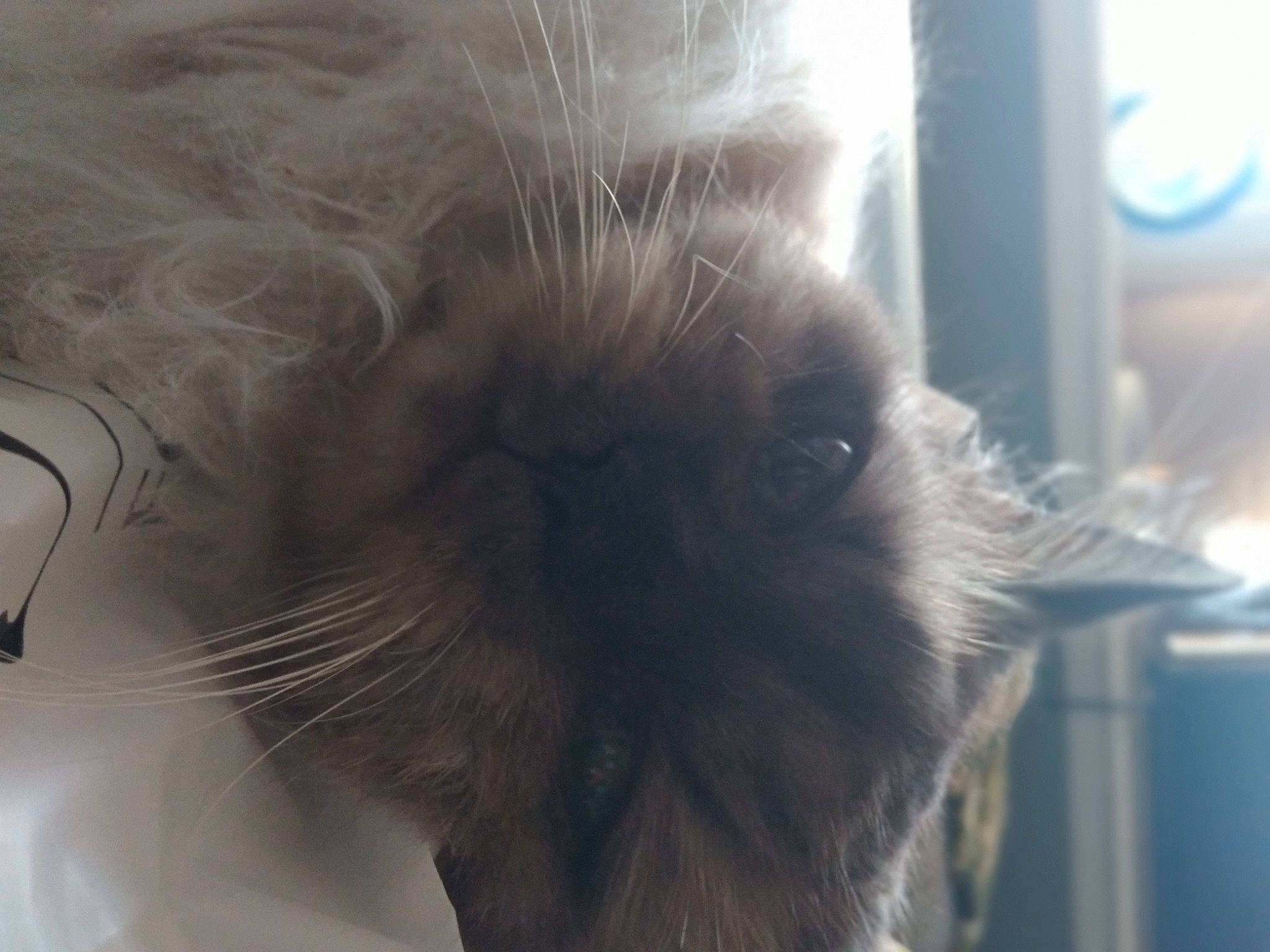 Buckley is registered to the contest to win money with this photo: balinese, canidae, carnivore, cat, close_up, companion_dog, dog_breed, ear, eye, eyelash, fawn, feather, felidae, fur, ragdoll, small_to_medium_sized_cats, snout, tail, whiskers, window