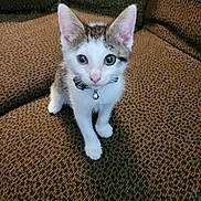 Cosmo is registered to the contest to win money with this photo: kitten, cat, pet, animal, feline, collar, bell, couch, indoor, brown, white, curious, small, cute, young, sitting, looking, ears, whiskers, fur