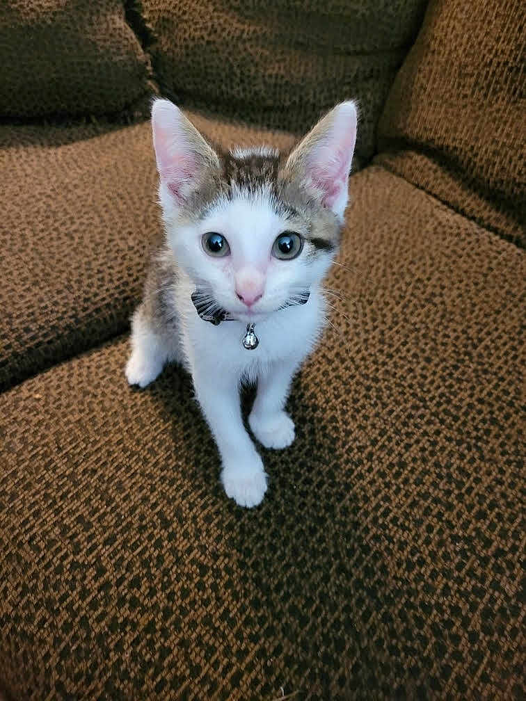 Cosmo is registered to the contest to win money with this photo: kitten, cat, pet, animal, feline, collar, bell, couch, indoor, brown, white, curious, small, cute, young, sitting, looking, ears, whiskers, fur