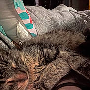 Charlie joined the competition — help win amazing prizes! cat, tabby_cat, sleeping, cozy, blanket, bedroom, feline, fur, resting, domestic_animal, whiskers, pet, closeup, indoor, soft, comfort, relaxation, animal, cute, warm