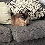 Sasha is registered to the contest to win money with this photo: animal, blue_eyes, cat, collar, couch, cushion, domestic, feline, fur, gray_furniture, home, indoor, living_room, patterned_cushion, pet, quiet, relaxed, resting, siamese_cat, sofa