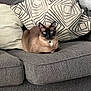 animal, blue_eyes, cat, collar, couch, cushion, domestic, feline, fur, gray_furniture, home, indoor, living_room, patterned_cushion, pet, quiet, relaxed, resting, siamese_cat, sofa