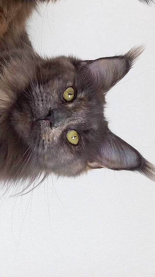 Saphir a rejoint le concours — aidez-le/la à gagner de superbes lots ! black_cat, carnivore, cat, claw, domestic_short_haired_cat, ear, felidae, fur, hair, small_to_medium_sized_cats, snout, terrestrial_animal, whiskers, window