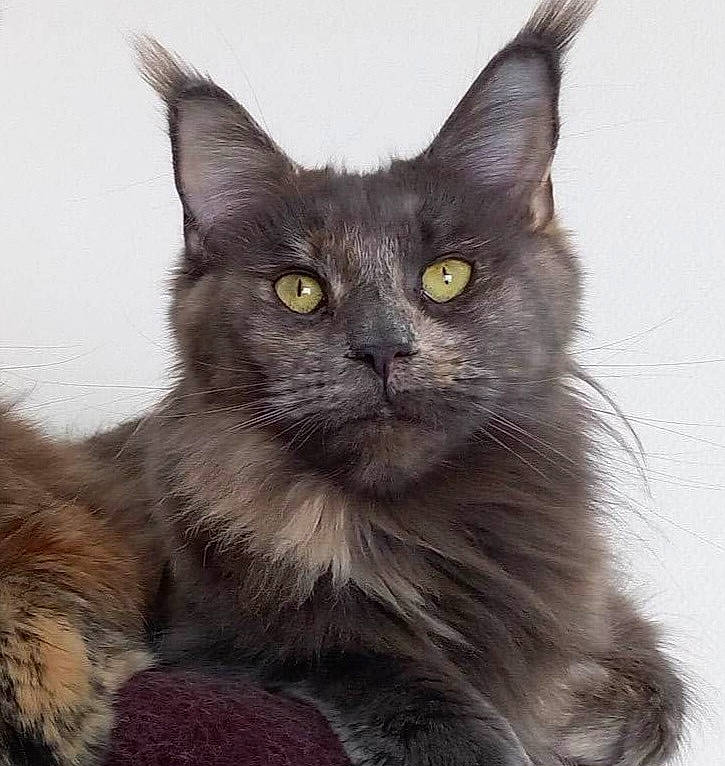 Saphir a rejoint le concours — aidez-le/la à gagner de superbes lots ! black_cat, bombay, carnivore, cat, claw, domestic_short_haired_cat, eye, felidae, fur, small_to_medium_sized_cats, snout, terrestrial_animal, whiskers, window