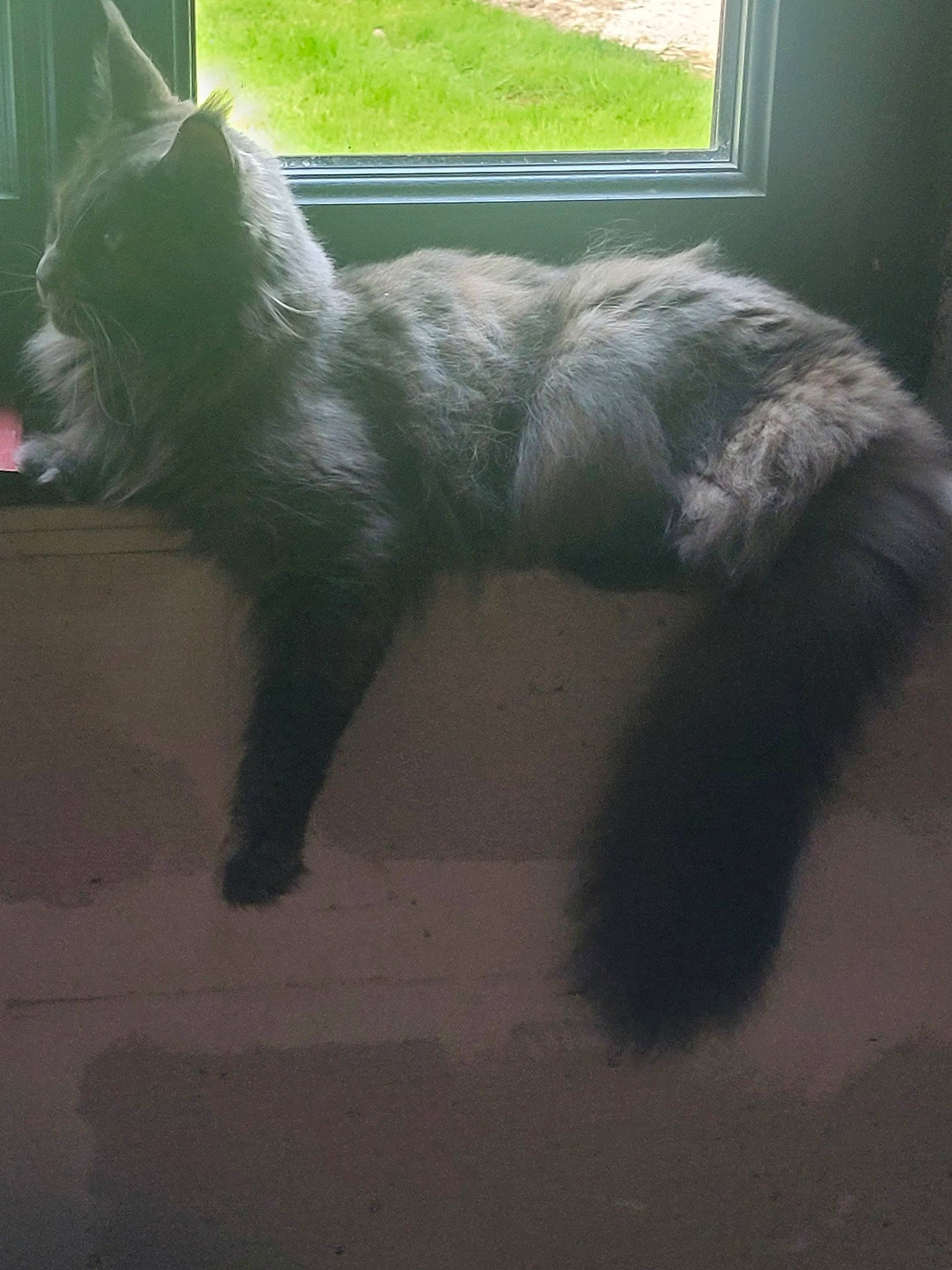 Saphir a rejoint le concours — aidez-le/la à gagner de superbes lots ! black_cat, carnivore, cat, claw, comfort, dog_breed, domestic_short_haired_cat, felidae, flooring, fur, grey, paw, plant, small_to_medium_sized_cats, snout, tail, terrestrial_animal, tints_and_shades, whiskers, window