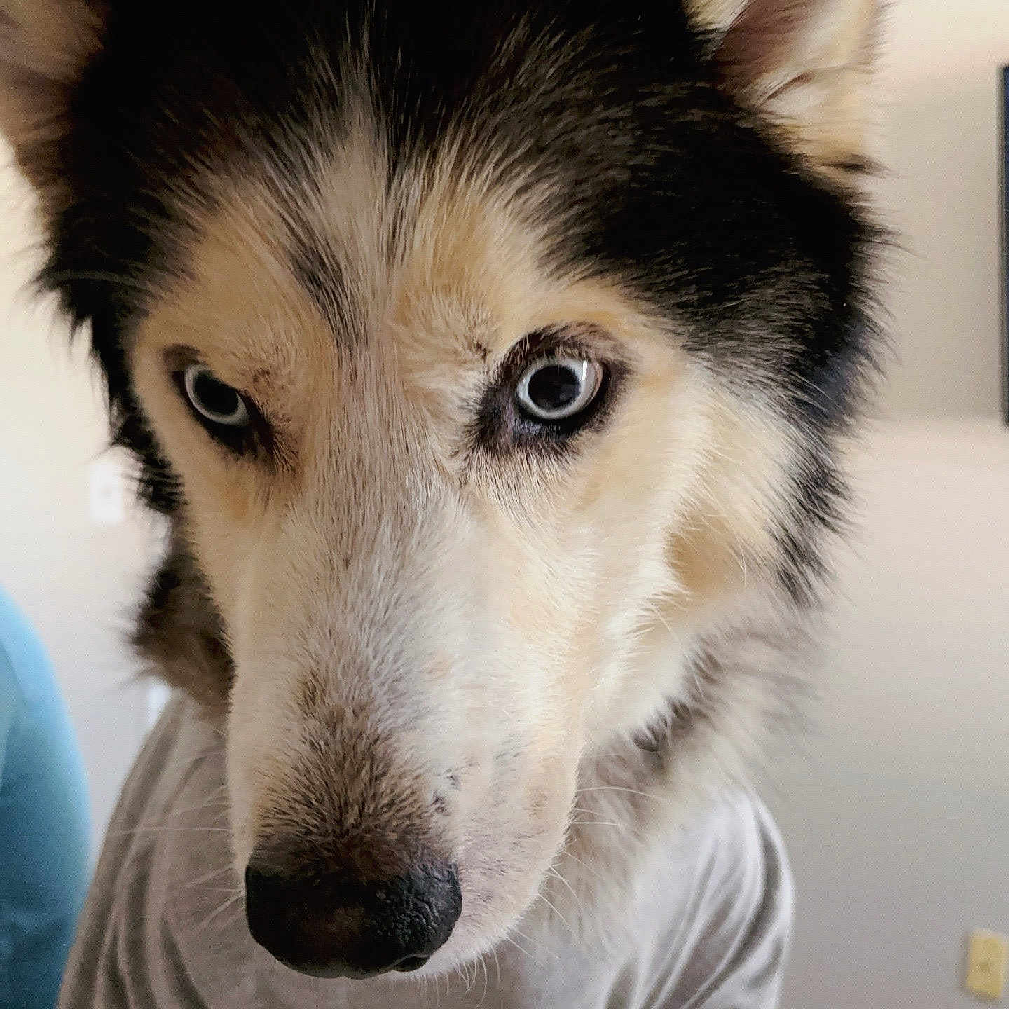 Loki is registered to the contest to win money with this photo: animal, black_and_white, blue_eyes, canine, close_up, cute, dog, domestic_animal, ears, fur, furry, husky, indoors, looking_down, mammal, nose, pet, portrait, shirt, whiskers