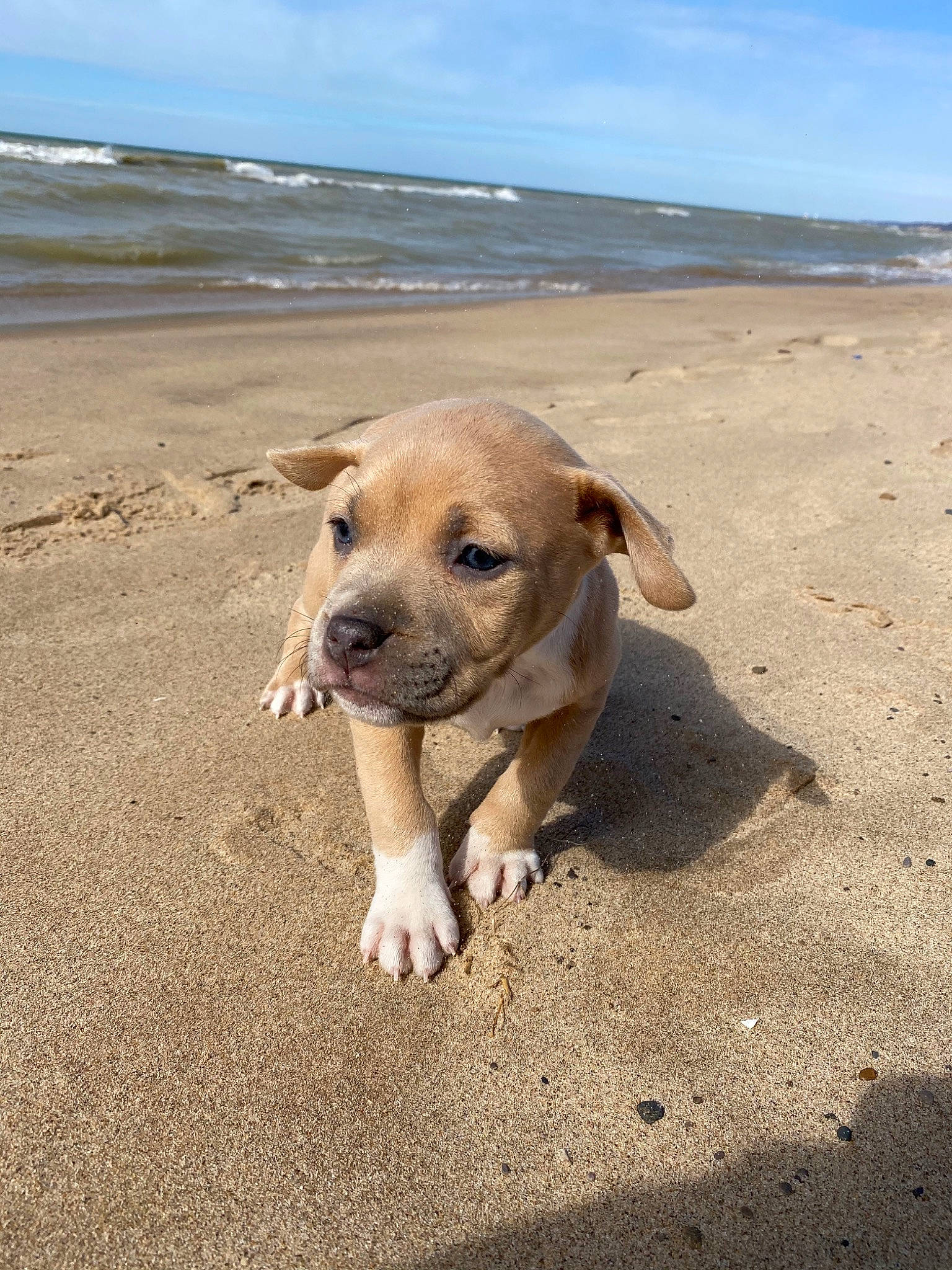 Daisy is registered to the contest to win money with this photo: american_pit_bull_terrier, beach, canidae, carnivore, coast, dog, dog_breed, fawn, mammal, potcake_dog, sand, snout, street_dog, vacation