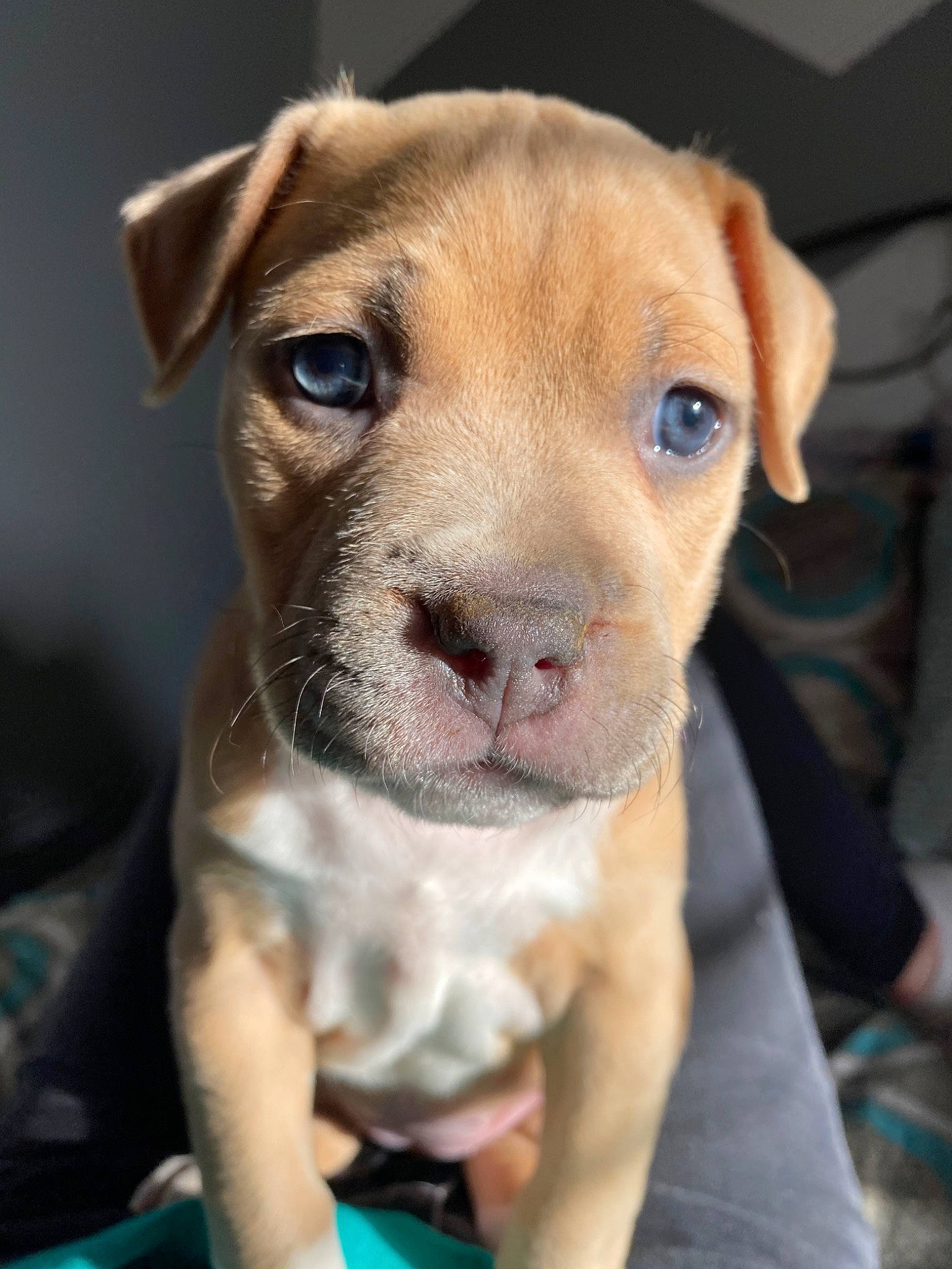 Daisy is registered to the contest to win money with this photo: american_pit_bull_terrier, american_staffordshire_terrier, canidae, carnivore, companion_dog, dog, dog_breed, fawn, mammal, molosser, non_sporting_group, nose, pit_bull, puppy, rare_breed_dog, snout, sporting_group, staffordshire_bull_terrier, vertebrate, whiskers