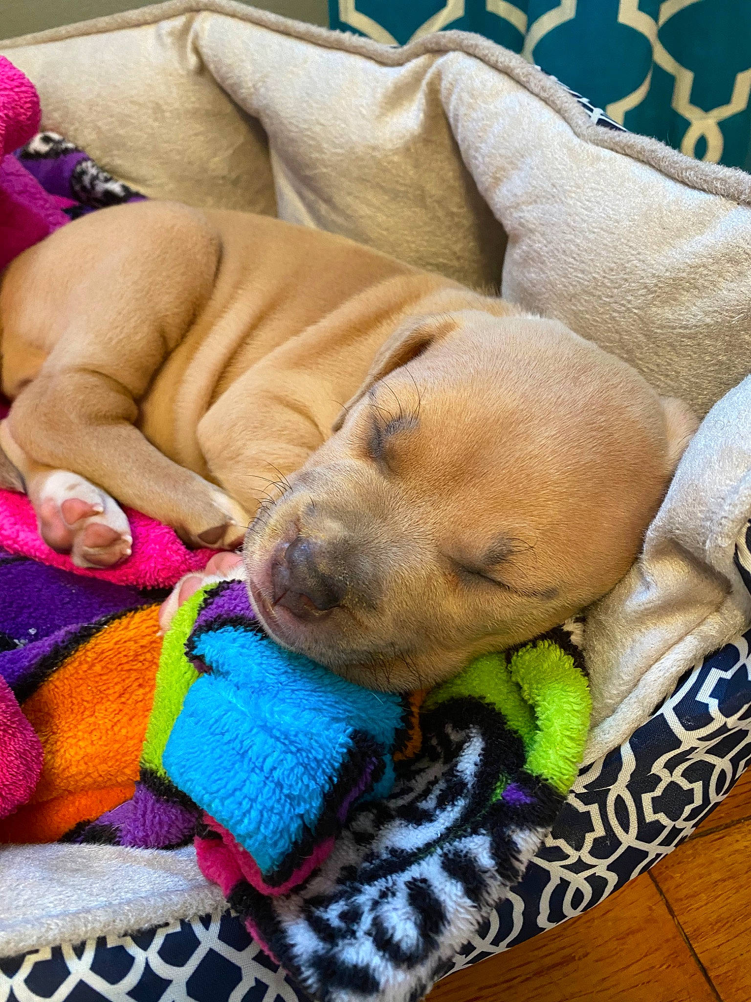 Daisy joined the competition — help win amazing prizes! canidae, carnivore, child, companion_dog, dog, dog_breed, fawn, mammal, nap, puppy, rhodesian_ridgeback, sleep, snout, sporting_group, vertebrate, vizsla, wrinkle