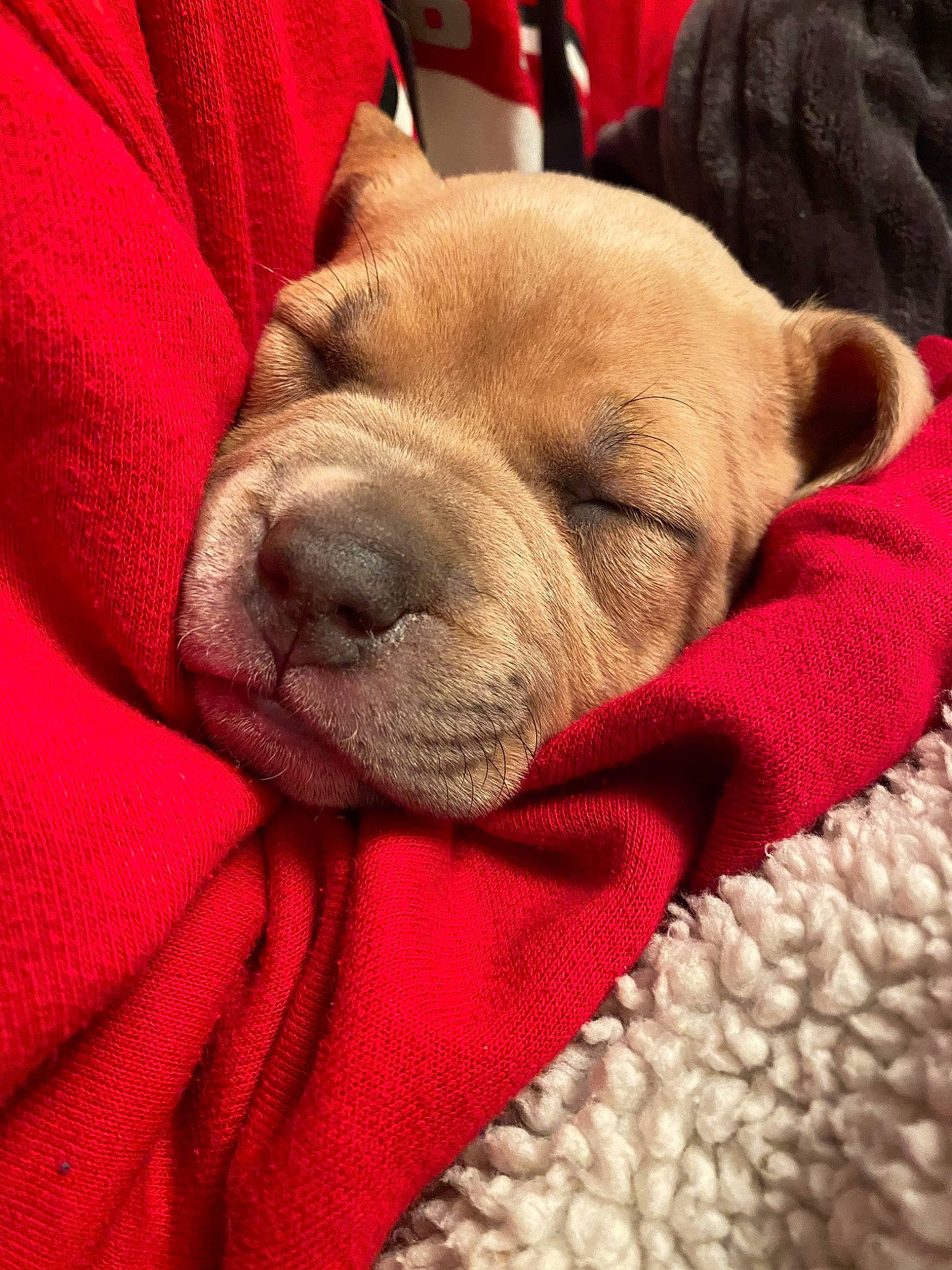 Daisy joined the competition — help win amazing prizes! canidae, carnivore, companion_dog, dog, dog_breed, fawn, mammal, nap, non_sporting_group, ori_pei, puppy, puppy_love, shar_pei, skin, sleep, snout, sporting_group, vertebrate, wrinkle