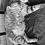 abyssinian, angora, animal, armchair, bed, blanket, cat, chair, couch, cushion, egyptiancat, furniture, homedecor, indoors, kitten, manx, person, pet, siamese, sleeping