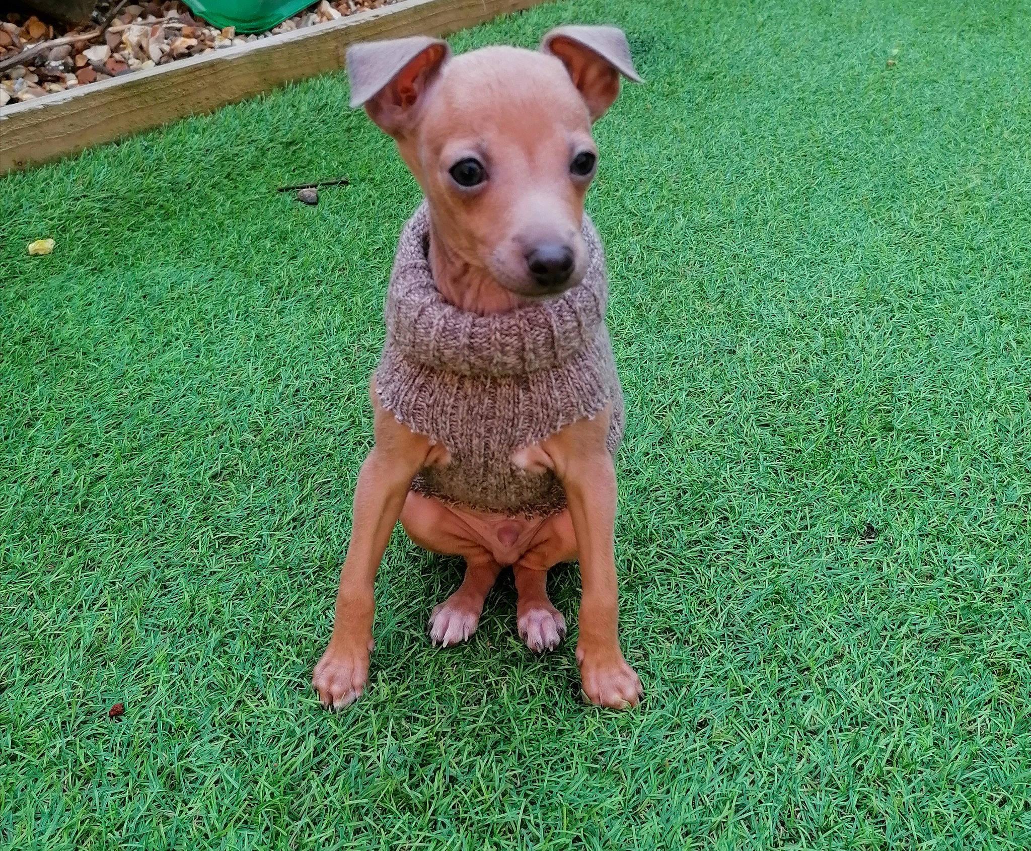 Rafi is registered to the contest to win money with this photo: canidae, carnivore, companion_dog, dog, dog_breed, fawn, grass, mammal, miniature_pinscher, plant, rare_breed_dog, snout, vertebrate, working_dog