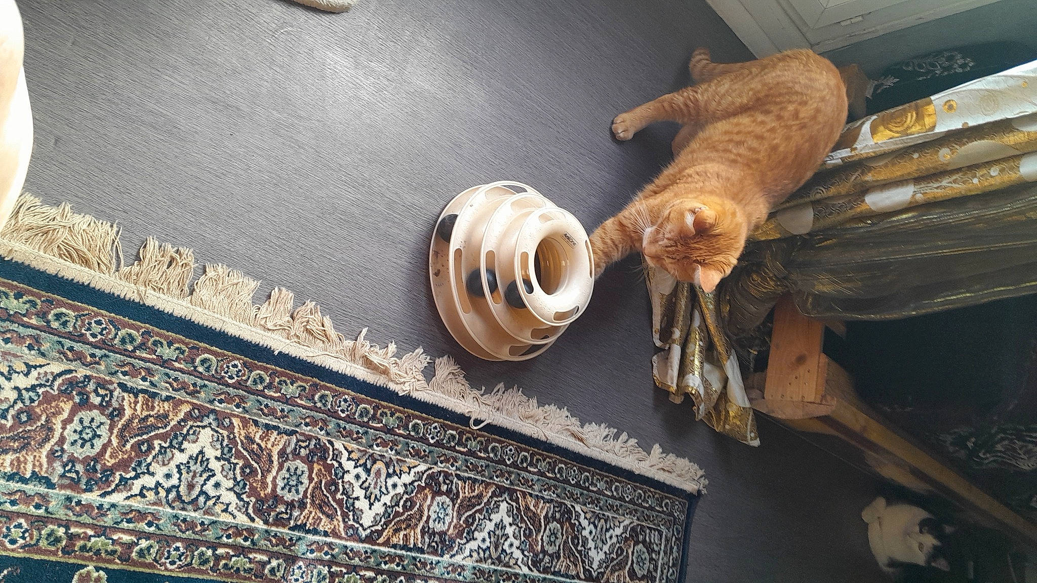 Mimou a rejoint le concours — aidez-le/la à gagner de superbes lots ! art, bronze, carving, ceiling, circle, fish, flooring, hardwood, metal, molding, pattern, pipe, plumbing, room, sculpture, still_life_photography, tail, terrestrial_animal, visual_arts, wood