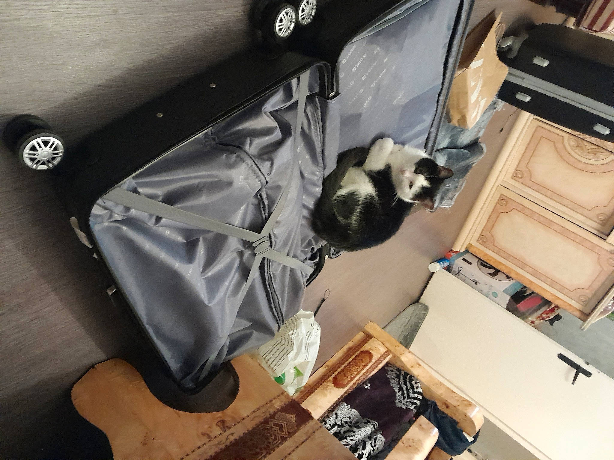 Gypsie a rejoint le concours — aidez-le/la à gagner de superbes lots ! audio_equipment, automotive_design, automotive_exterior, box, carnivore, cat, comfort, drawer, electronic_device, eyewear, felidae, hardwood, personal_luxury_car, room, shipping_box, small_to_medium_sized_cats, trunk, vehicle, vehicle_door, wood