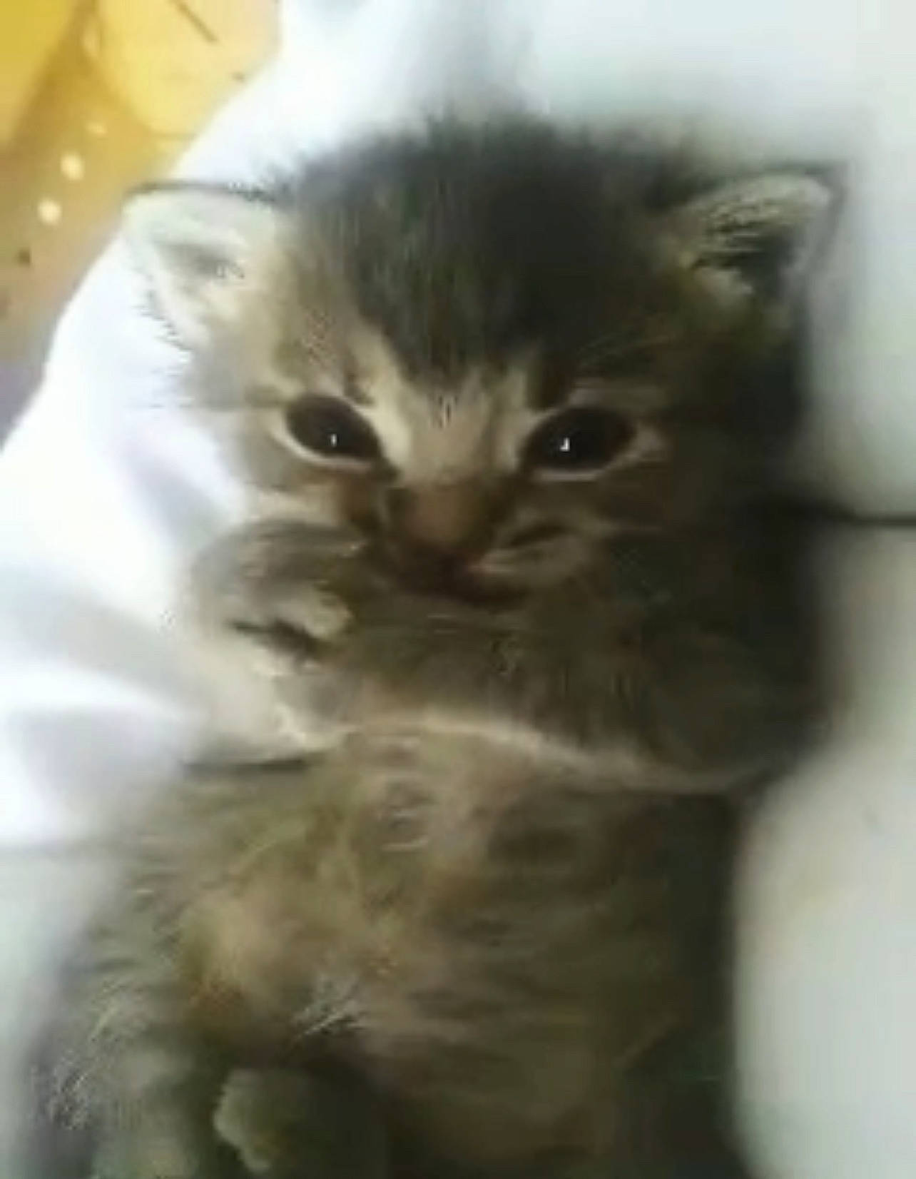 Berry joined the competition — help win amazing prizes! carnivore, cat, felidae, fur, iris, small_to_medium_sized_cats, snout, terrestrial_animal, whiskers