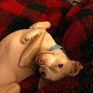 Pablo joined the competition — help win amazing prizes! dog, blanket, indoor, pet, relaxed, light_fur, collar, cozy, fur, canine, resting, bedroom, comfort, cute, animal, sleepy, home, soft, warm, companion