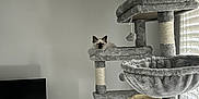 Aguate participe au concours pour gagner de l'argent avec cette photo : cat, cat_tree, indoor, gray, furniture, window, blinds, pet, animal, cozy, perch, fluffy, home, electronics, tv, floor, rope, scratching_post, daylight, minimalist