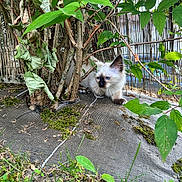 Aguate participe au concours pour gagner de l'argent avec cette photo : kitten, cat, siamese, blue_eyes, plant, bush, leaves, greenery, moss, outdoor, nature, young_animal, curious, feline, small_animal, garden, ground, pet, animal, wildlife