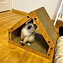 Aguate a rejoint le concours — aidez-le/la à gagner de superbes lots ! kitten, cat, siamese, blue_eyes, wooden_floor, cat_scratcher, indoor, pet, feline, curious, triangular, wooden_furniture, sitting, cute, young_animal, household, flooring, person_leg, light_pants, animal