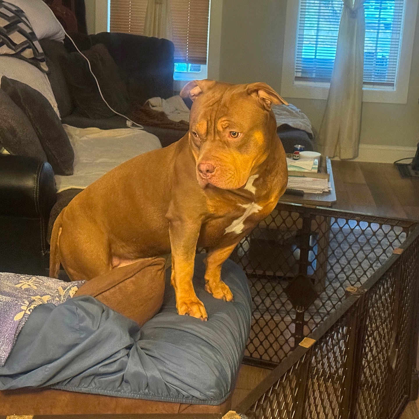 Staxx joined the competition — help win amazing prizes! blanket, blanket_pattern, brown_dog, can, couch, curtains, dog, dog_gate, furniture, home_interior, indoors, living_room, looking_away, papers, pet, pillows, resting, table, window, wood_floor