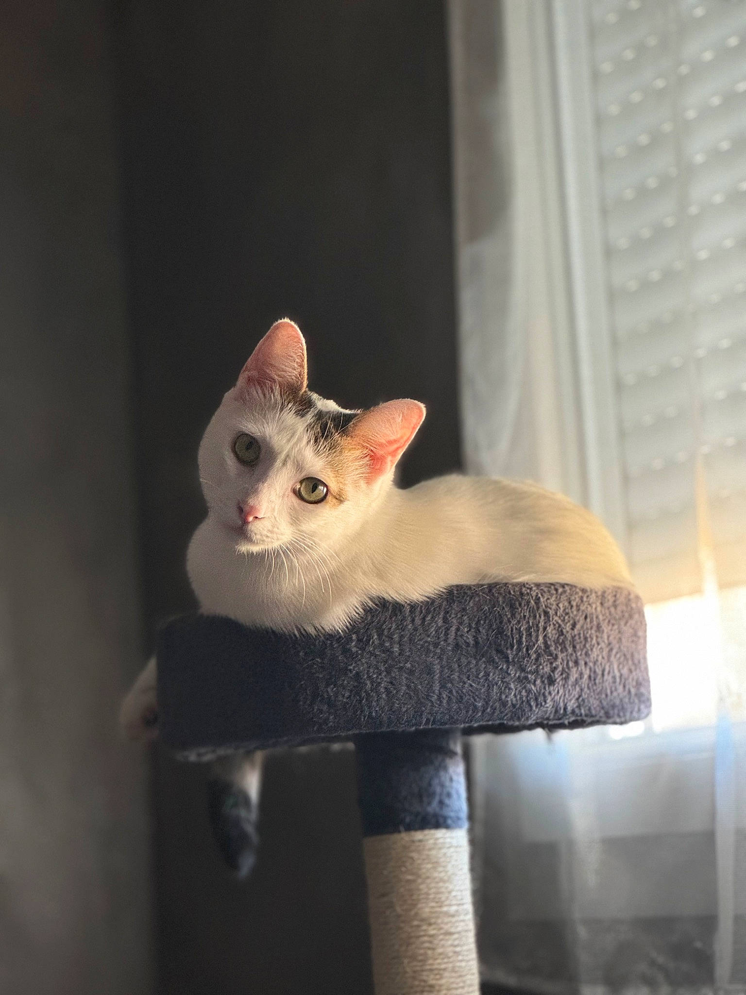 Smookie participe au concours pour gagner de l'argent avec cette photo : carnivore, cat, cat_supply, chair, comfort, domestic_short_haired_cat, fawn, felidae, fur, pet_supply, rex_cat, room, small_to_medium_sized_cats, snout, tail, terrestrial_animal, whiskers, window_covering, window_treatment