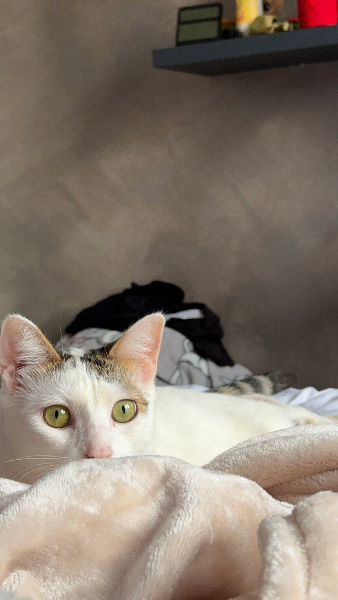 Smookie a rejoint le concours — aidez-le/la à gagner de superbes lots ! carnivore, cat, comfort, domestic_short_haired_cat, ear, felidae, fur, small_to_medium_sized_cats, snout, whiskers