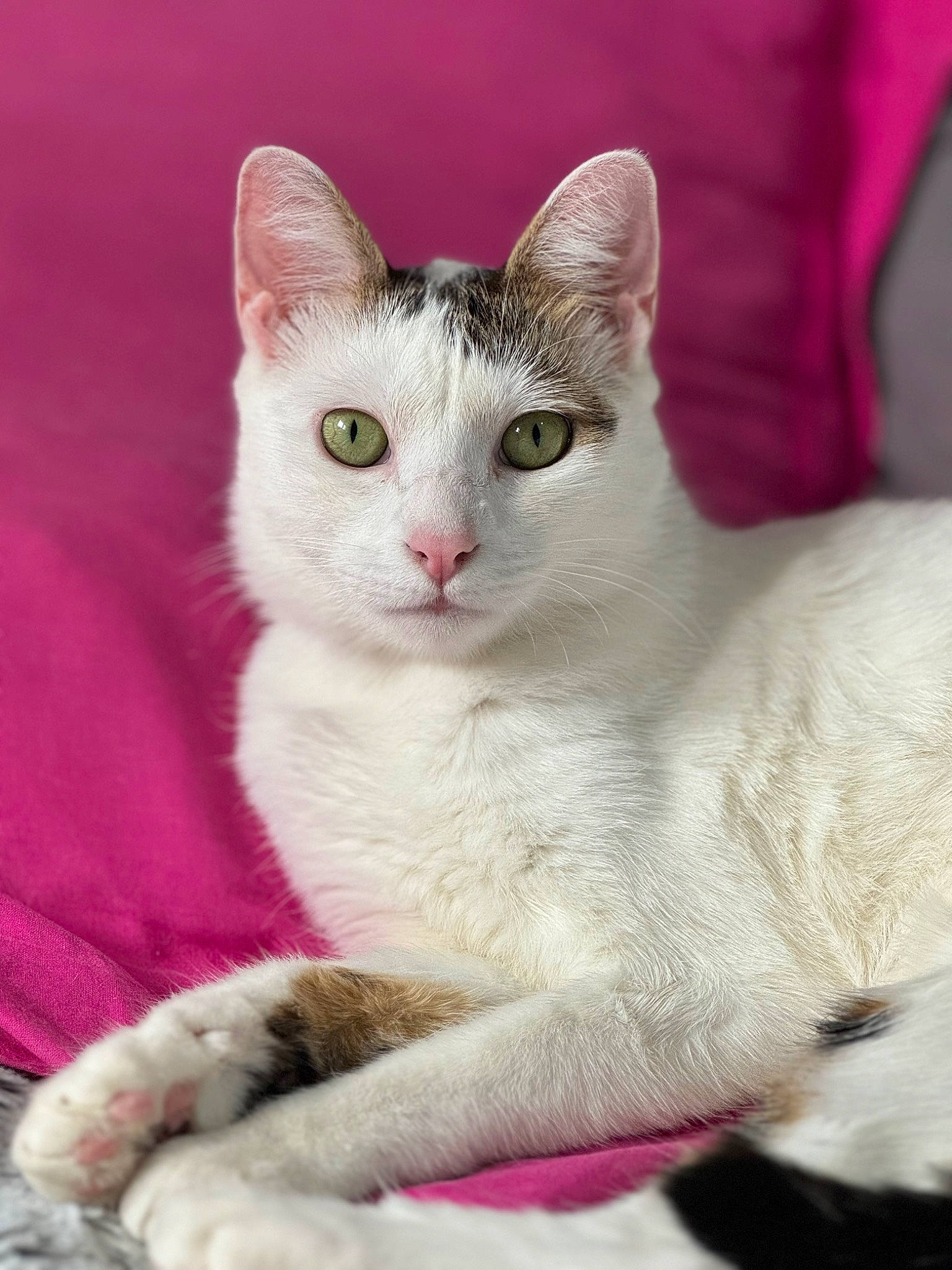 Smookie a rejoint le concours — aidez-le/la à gagner de superbes lots ! carnivore, cat, domestic_short_haired_cat, felidae, fur, magenta, paint, paw, small_to_medium_sized_cats, whiskers, window