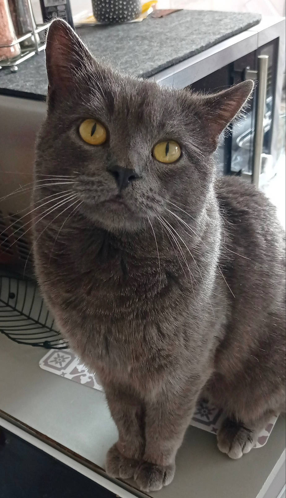 Shadow a rejoint le concours — aidez-le/la à gagner de superbes lots ! carnivore, cat, computer_keyboard, domestic_short_haired_cat, eye, felidae, fur, grey, small_to_medium_sized_cats, snout, tail, terrestrial_animal, whiskers, window