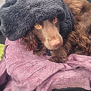 Daisy participe au concours pour gagner de l'argent avec cette photo : animal, blanket, brown_dog, car_interior, car_seat, closeup, comfort, cozy, curious, dog, fluffy, fur, golden_eyes, indoors, packaging, pet, resting, seat, snack, towel