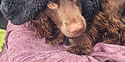 Daisy participe au concours pour gagner de l'argent avec cette photo : animal, blanket, brown_dog, car_interior, car_seat, closeup, comfort, cozy, curious, dog, fluffy, fur, golden_eyes, indoors, packaging, pet, resting, seat, snack, towel