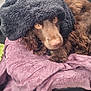animal, blanket, brown_dog, car_interior, car_seat, closeup, comfort, cozy, curious, dog, fluffy, fur, golden_eyes, indoors, packaging, pet, resting, seat, snack, towel