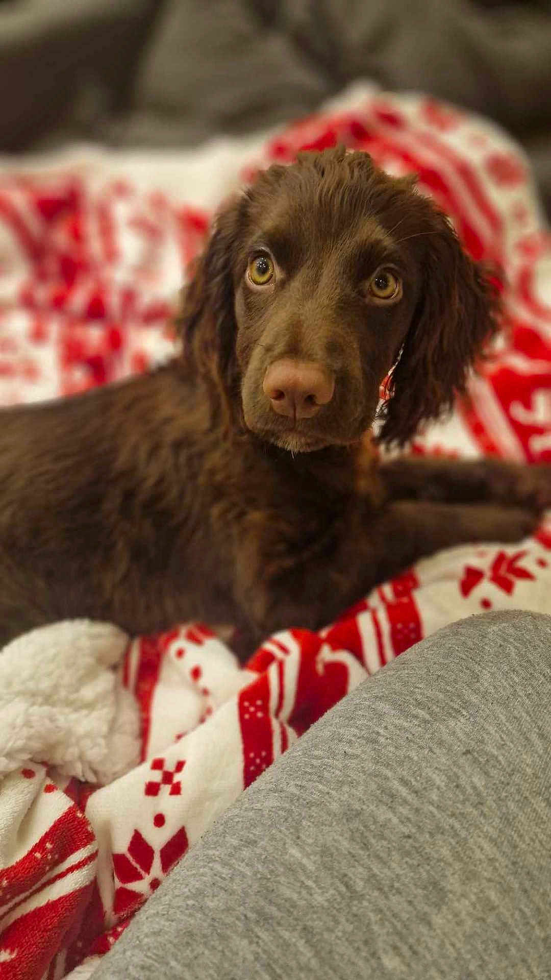 Daisy