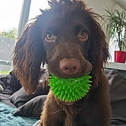 Daisy participe au concours pour gagner de l'argent avec cette photo : animal, blanket, brown_dog, closeup, companion, couch, cute, dog, domestic, fur, furniture, green_ball, house, indoor, living_room, pet, plant, playful, toy, window