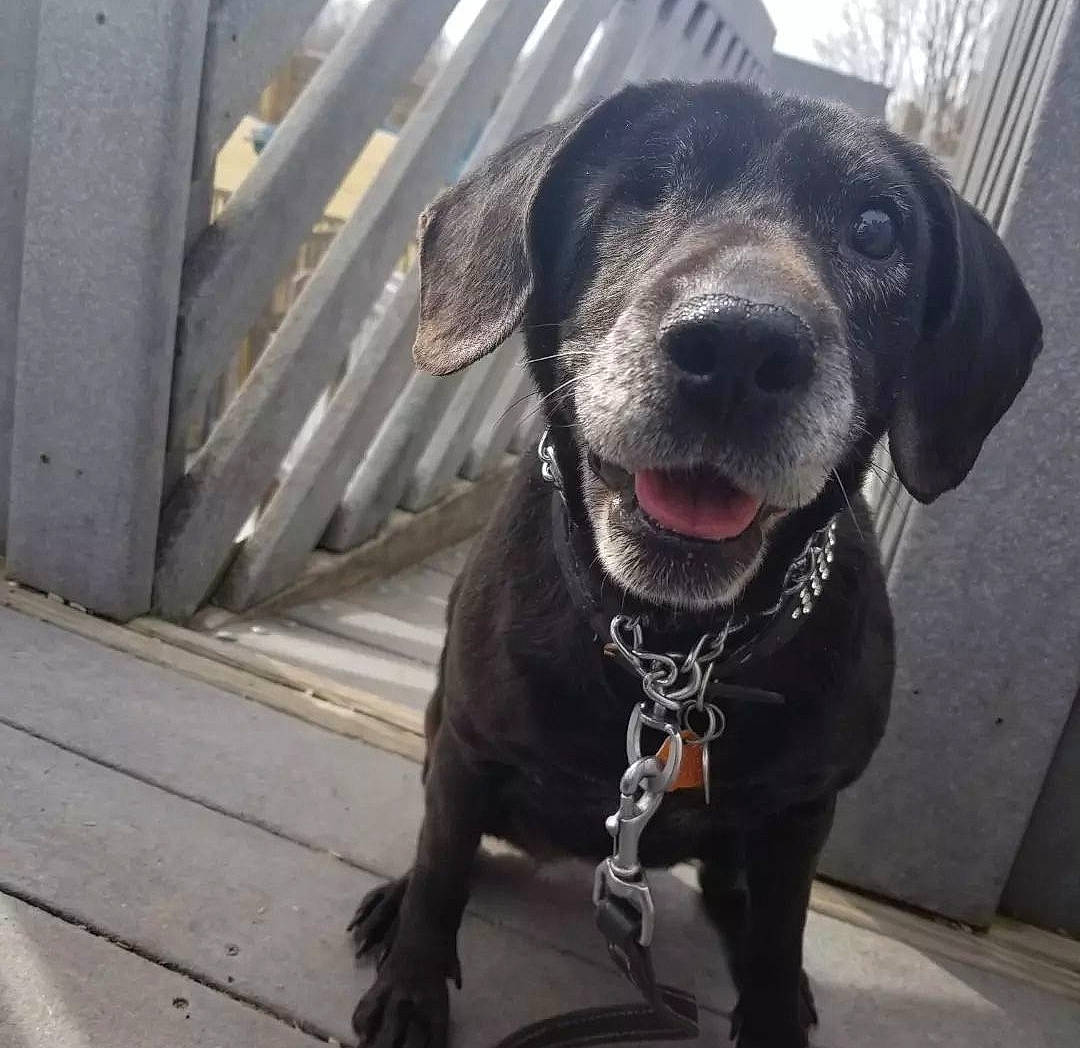 Macy is registered to the contest to win money with this photo: borador, canidae, carnivore, cloud, collar, companion_dog, dog, dog_breed, dog_collar, fashion_accessory, fur, leash, liver, metal, pet_supply, retriever, snout, sporting_group, whiskers, working_animal