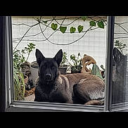 Eva participe au concours pour gagner de l'argent avec cette photo : dog, window, reflection, plants, potted_plants, garden, decorations, animal, pet, relaxing, indoors, outside, fur, ears, face, nature, greenery, still_life, quiet, resting