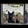 dog, window, reflection, plants, potted_plants, garden, decorations, animal, pet, relaxing, indoors, outside, fur, ears, face, nature, greenery, still_life, quiet, resting